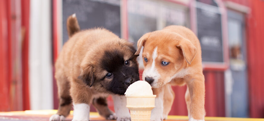 Two,Puppies,Sharing,An,Ice,Cream,Cone