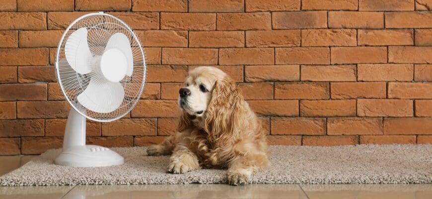 Cute,Dog,And,Electric,Fan,Near,Brick,Wall.,Banner,For