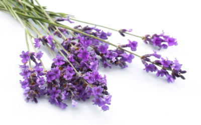 apartments in phoenix